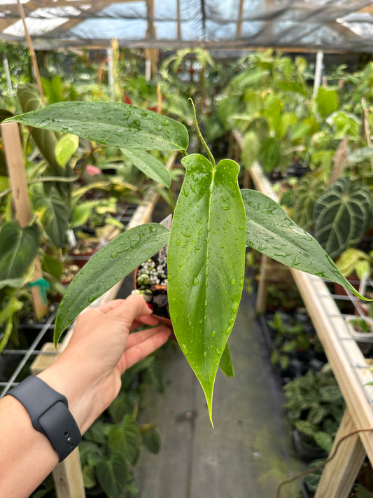 Philodendron Tripartitum type