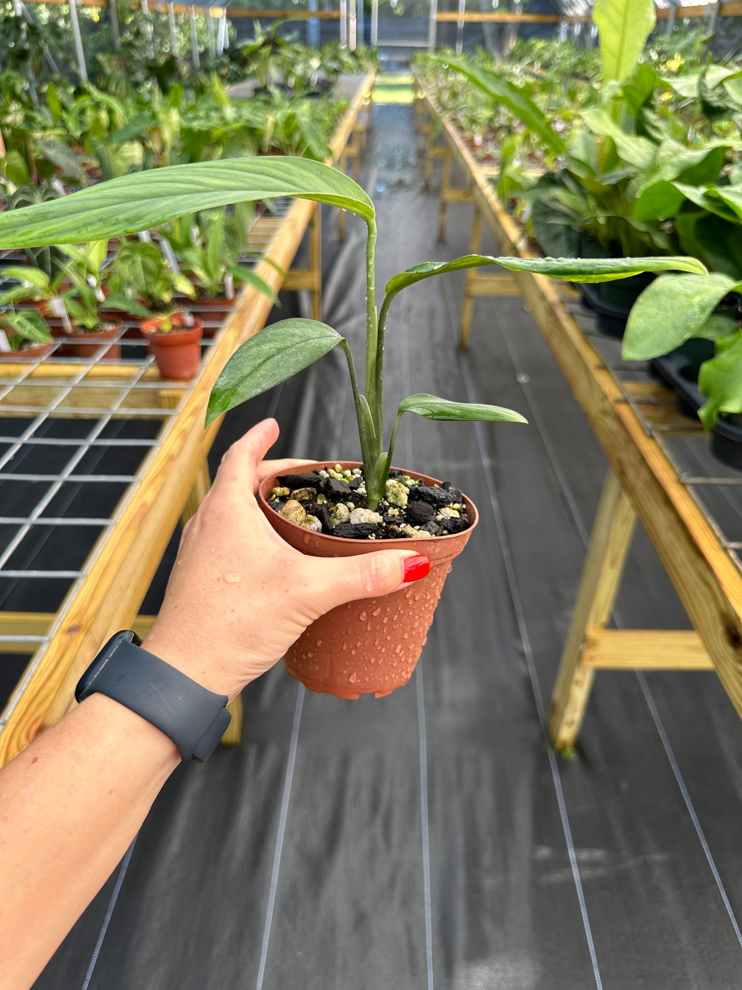 Monstera croatii Rare