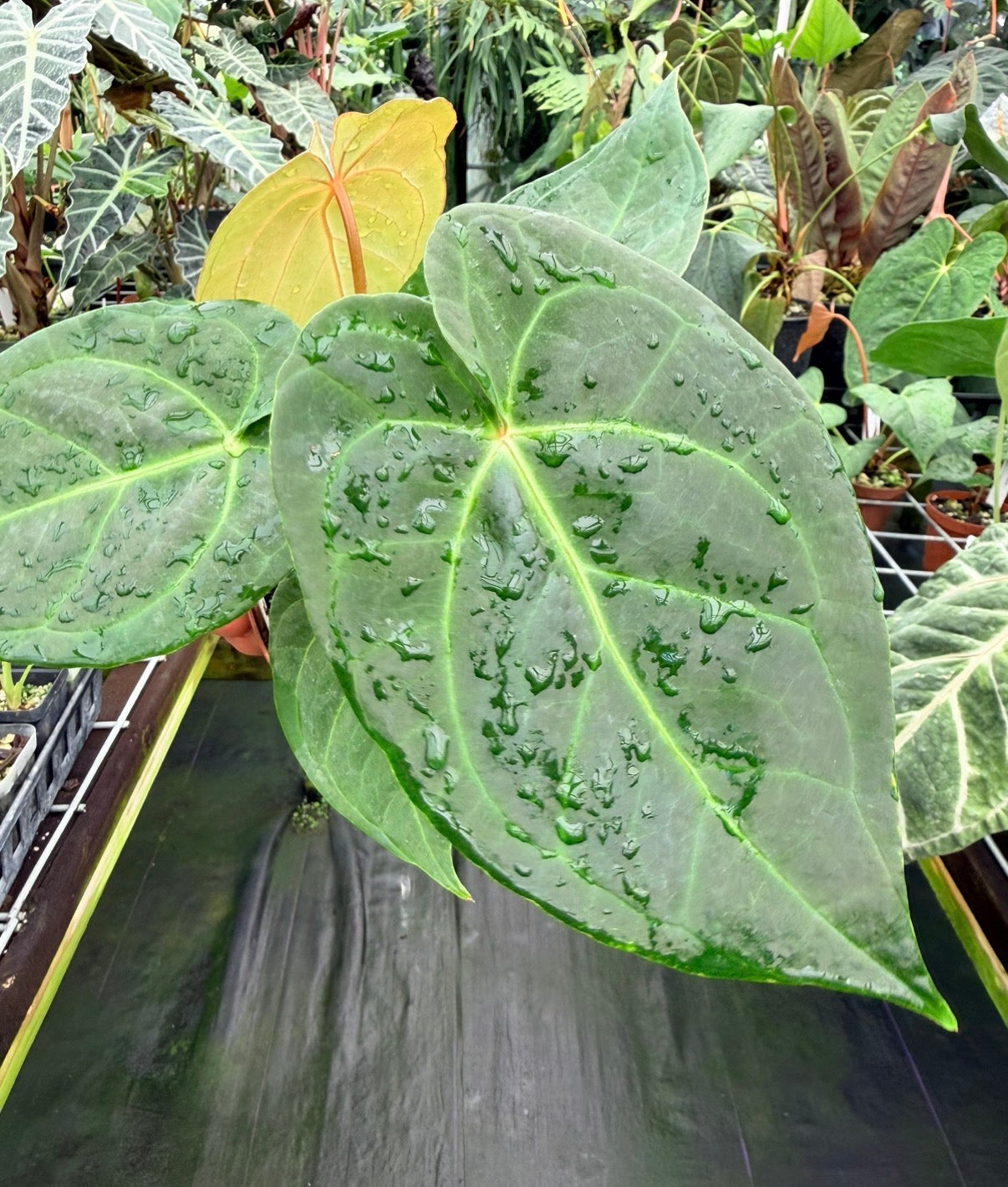 Anthurium papillilaminum (Ree Gardens) x magnificum "Verde" (Oasis Nursery)