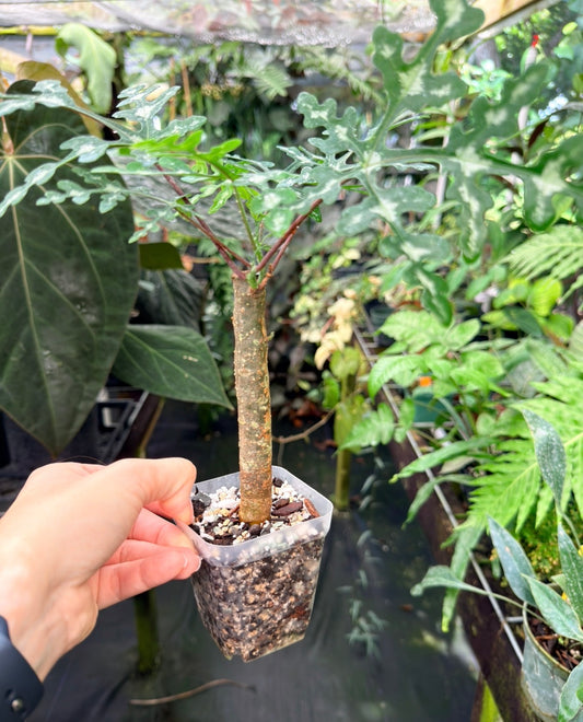 Adenia perrieri Ultra Rare Succulent