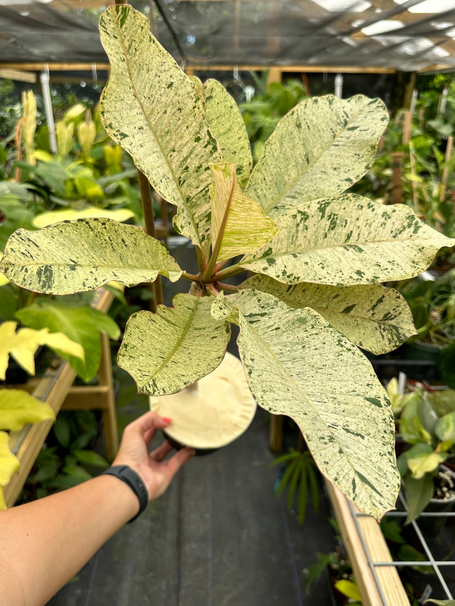 XL Rare Variegated Plumeria Frangipani