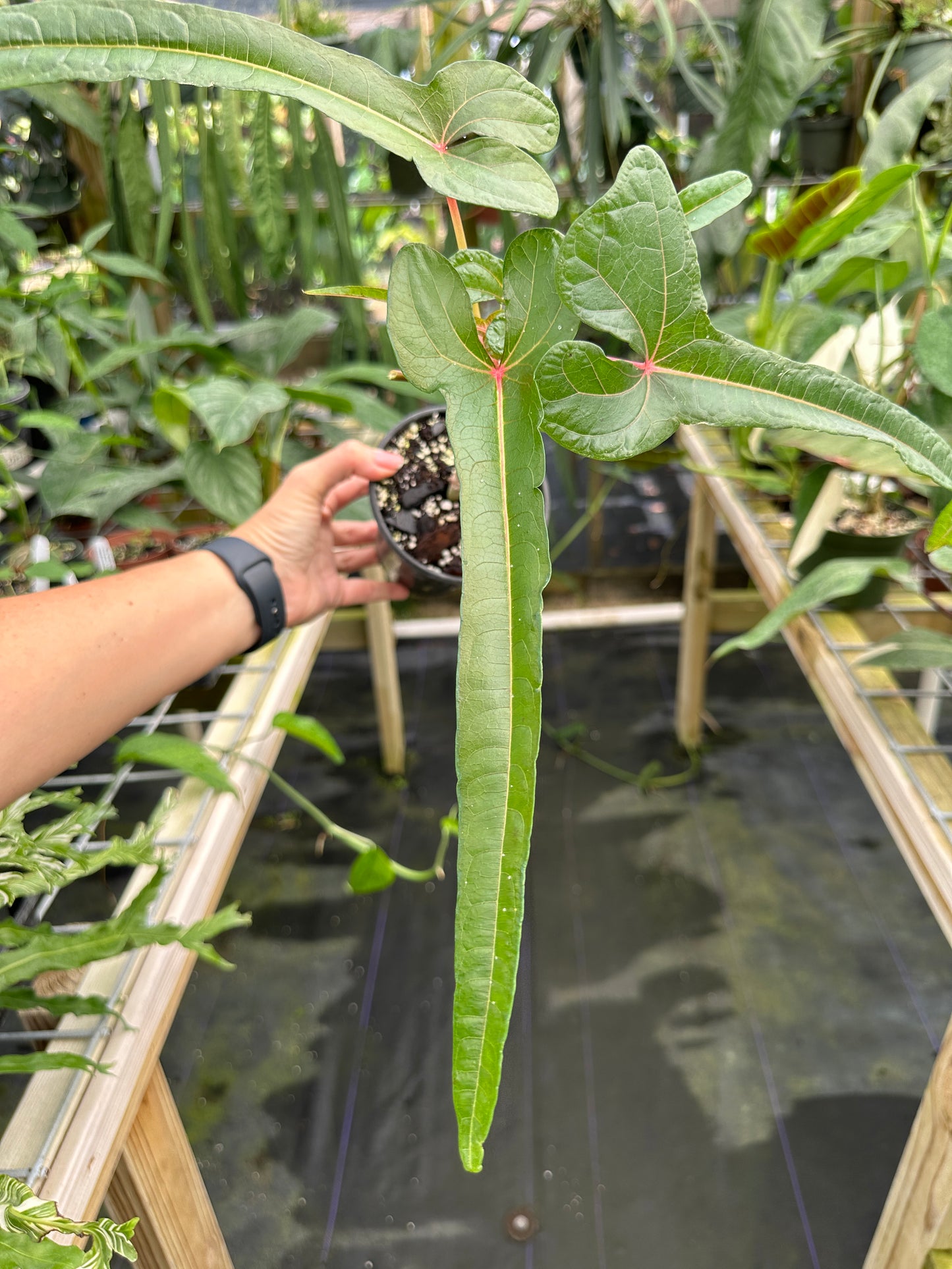Abelmoschus manihot sp. papua cenderawasih