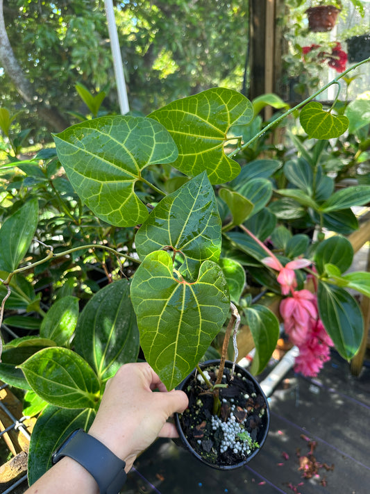 Aristolochia leuconeura