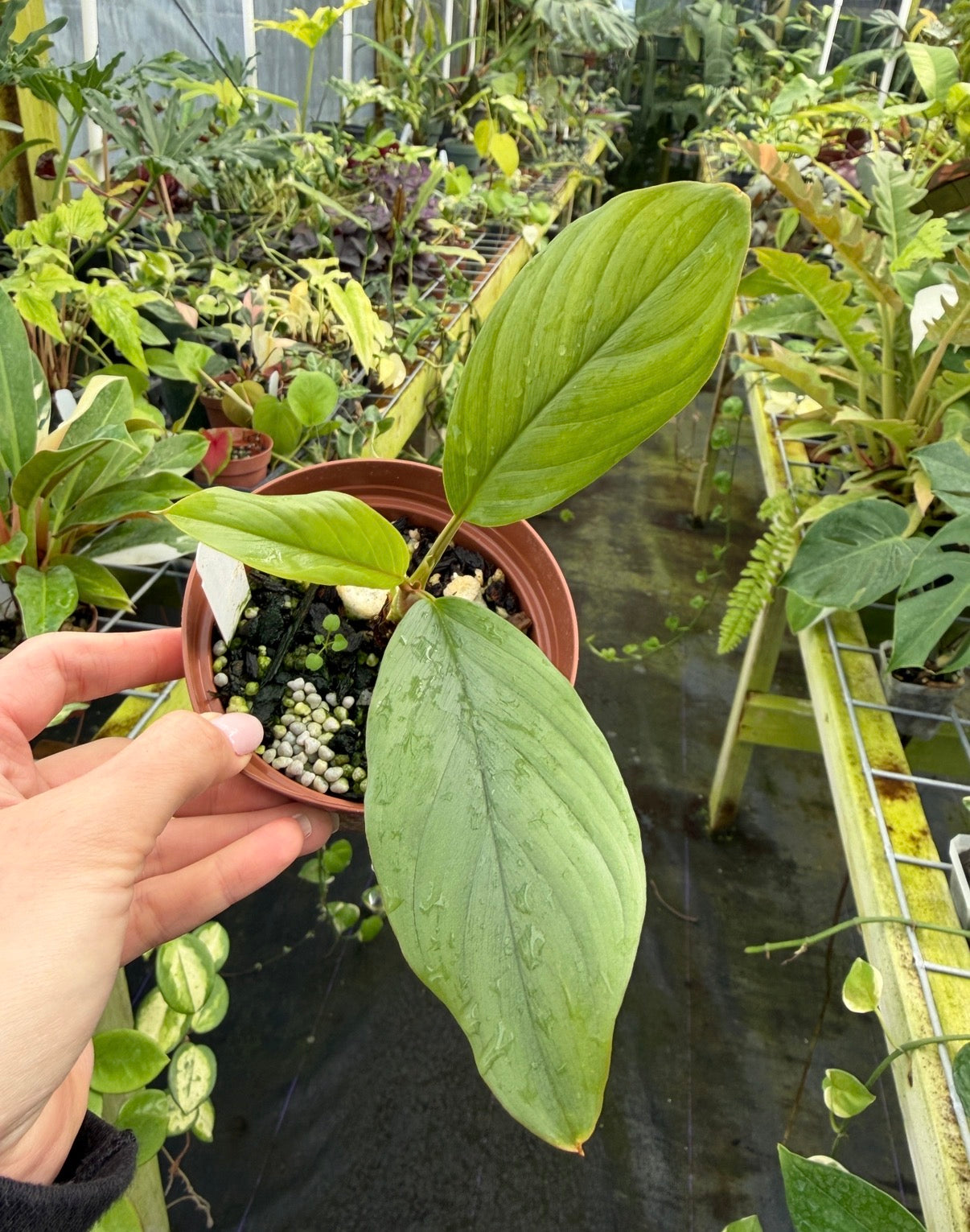 Colobogynium sp. Borneo RARE