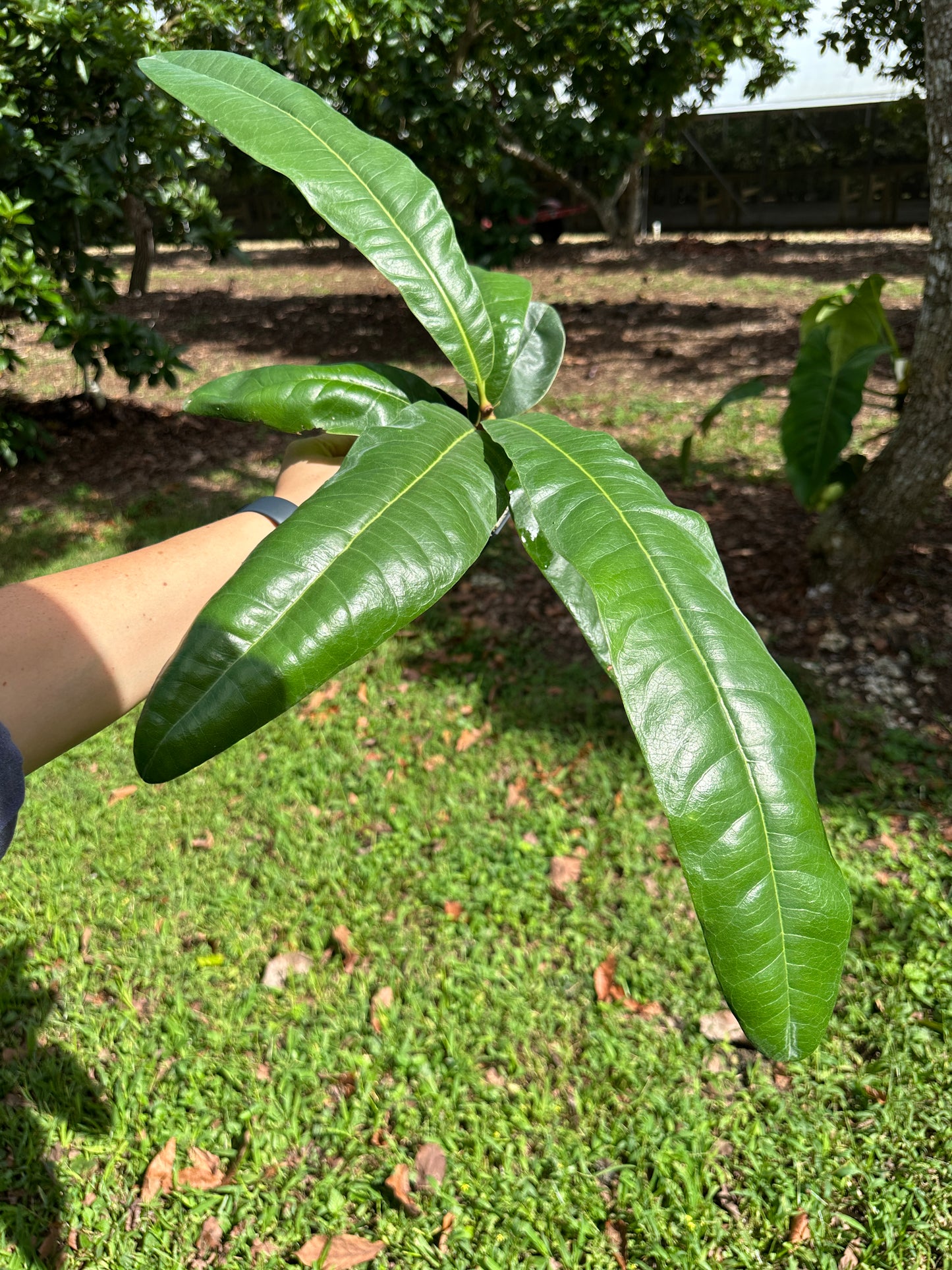Clavija domingensis Rare
