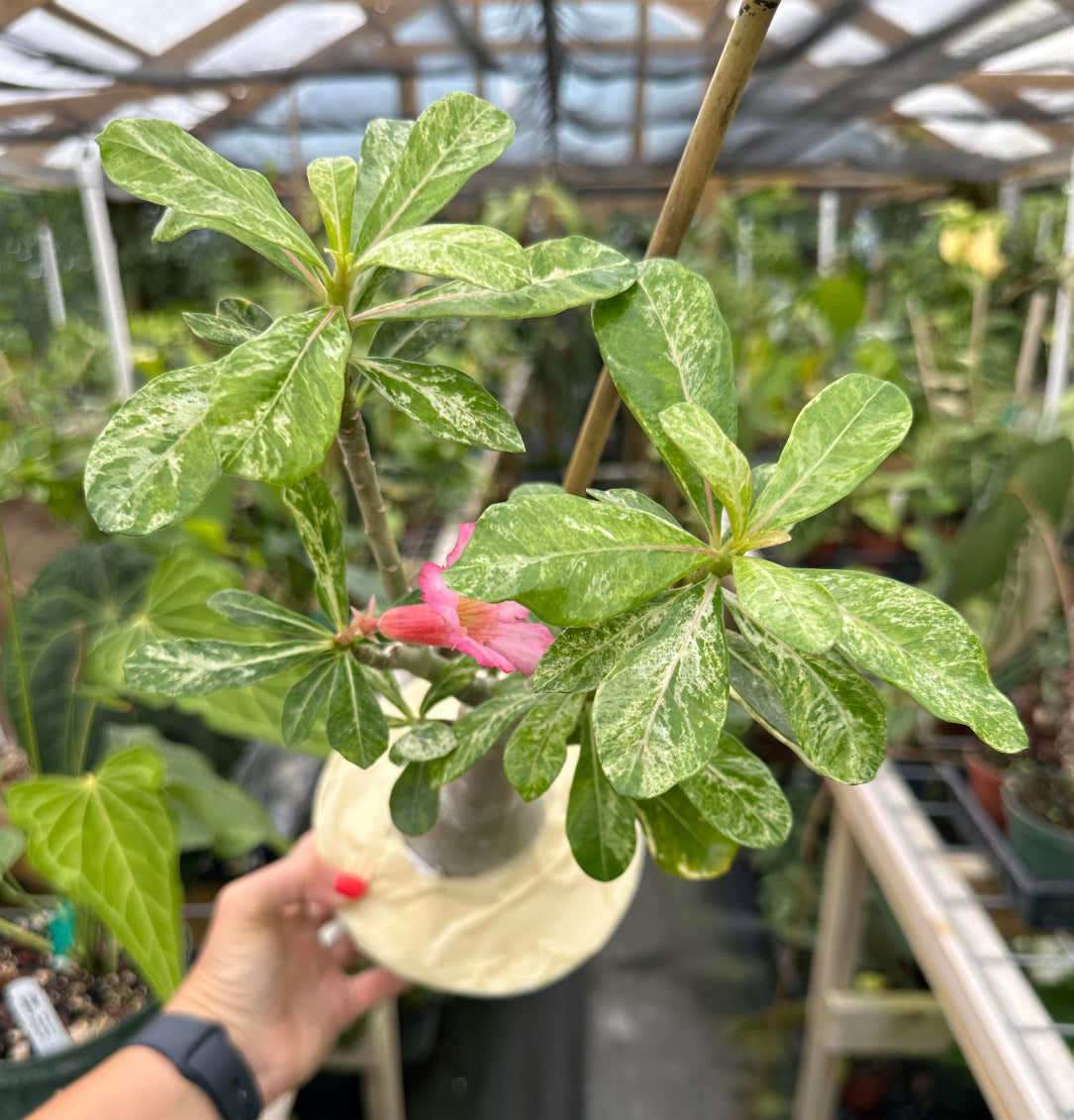 Rare Variegated Adenium Desert Rose (Grafted, Pink flower)