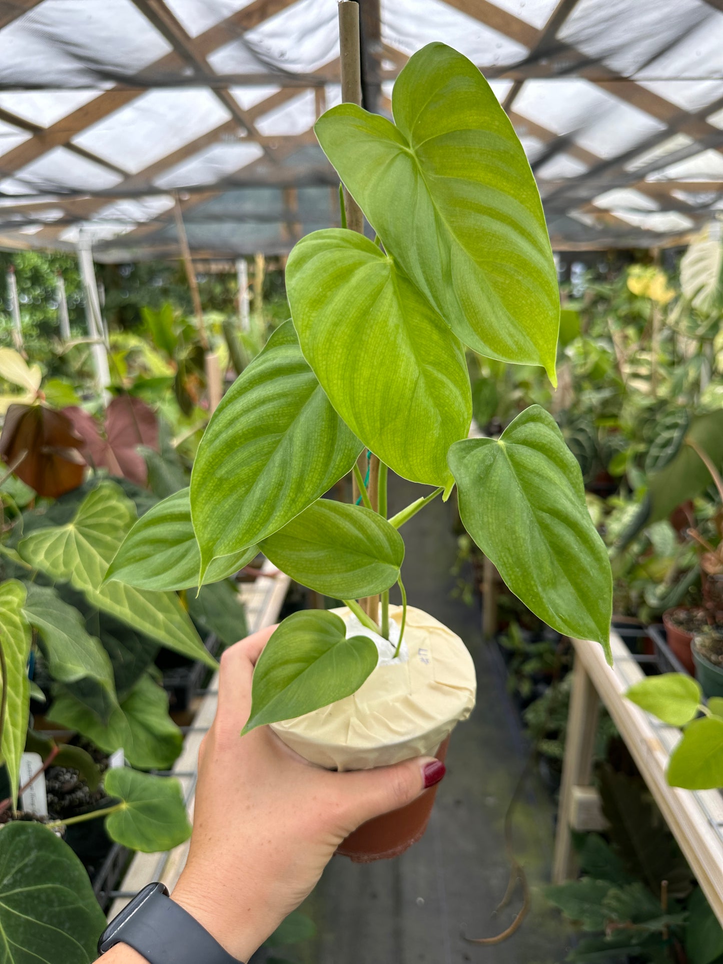 Philodendron Tenue type