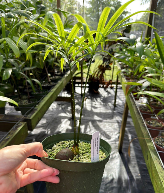 Cycas scratchleyana Rare Cycad EXACT PLANT