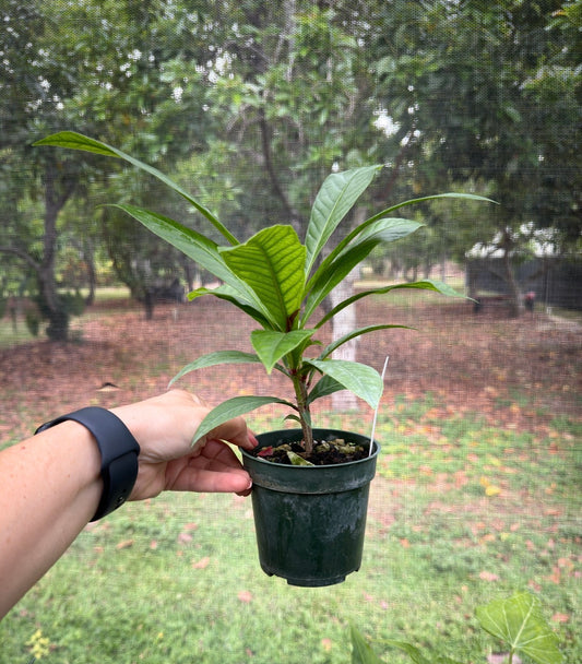 Octamyrtus glomerata, Rare