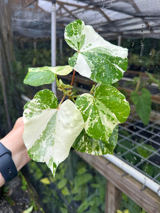 Variegated Mahoe (Talipariti tiliaceum, Variegated Hibiscus)