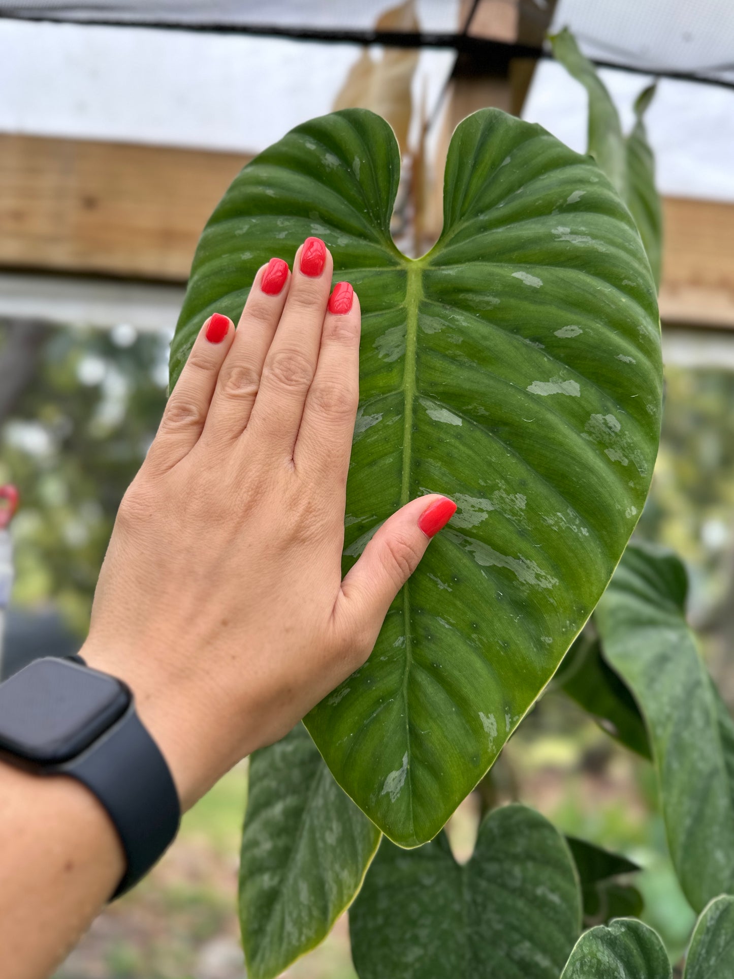 Philodendron brandtianum AFF "Wild form"