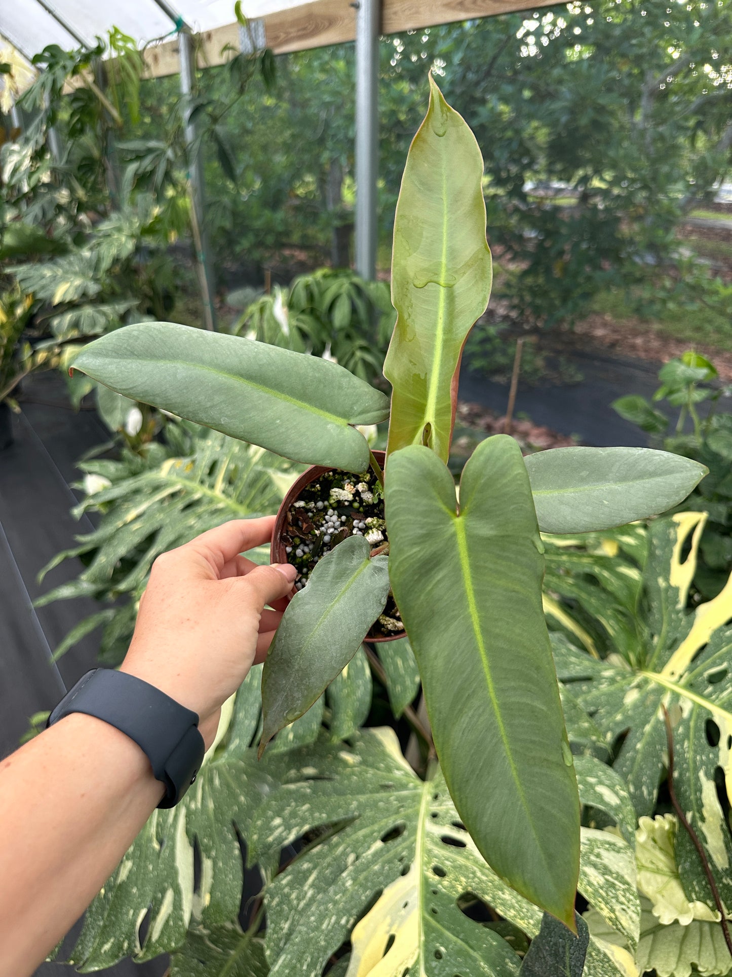 Philodendron atabapoense
