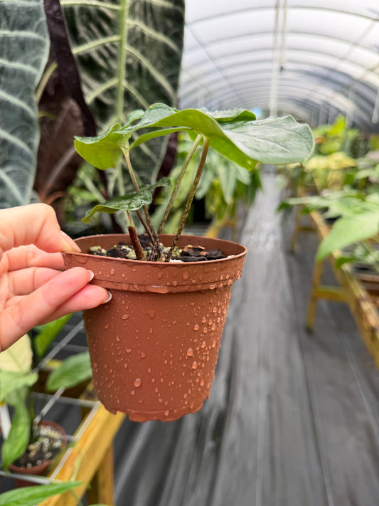 Stylocheadion bogneri / cordifolius