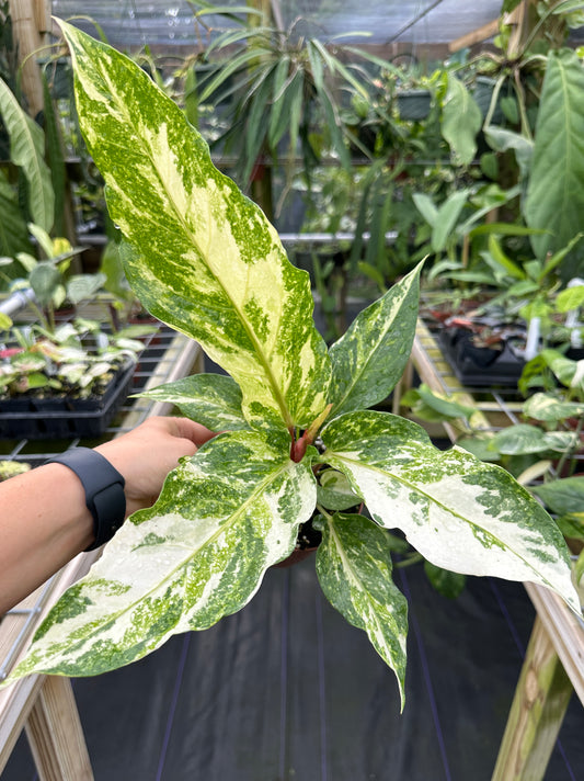 Anthurium Birds Nest hybrid variegated