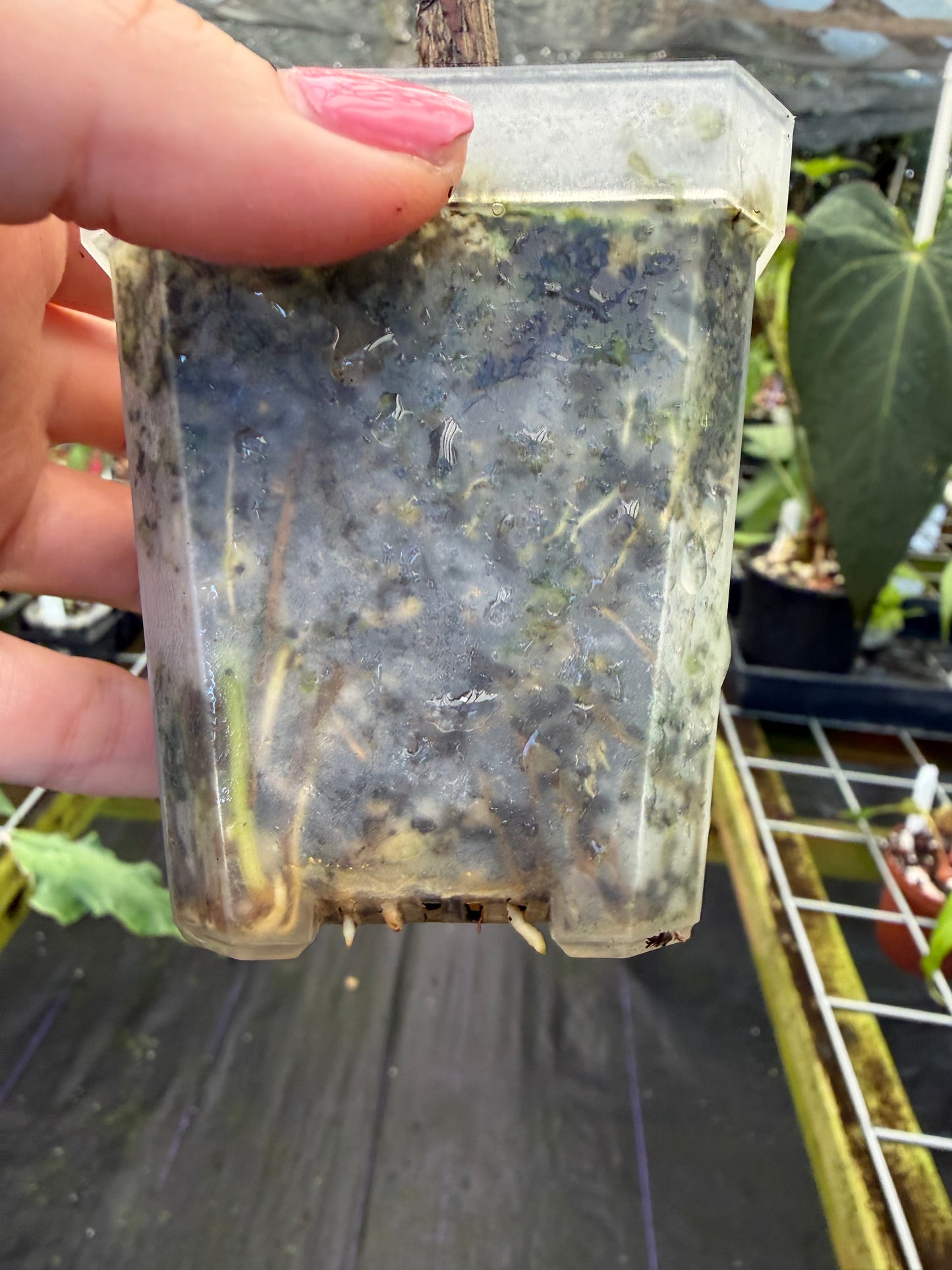 Adenia perrieri Ultra Rare Succulent