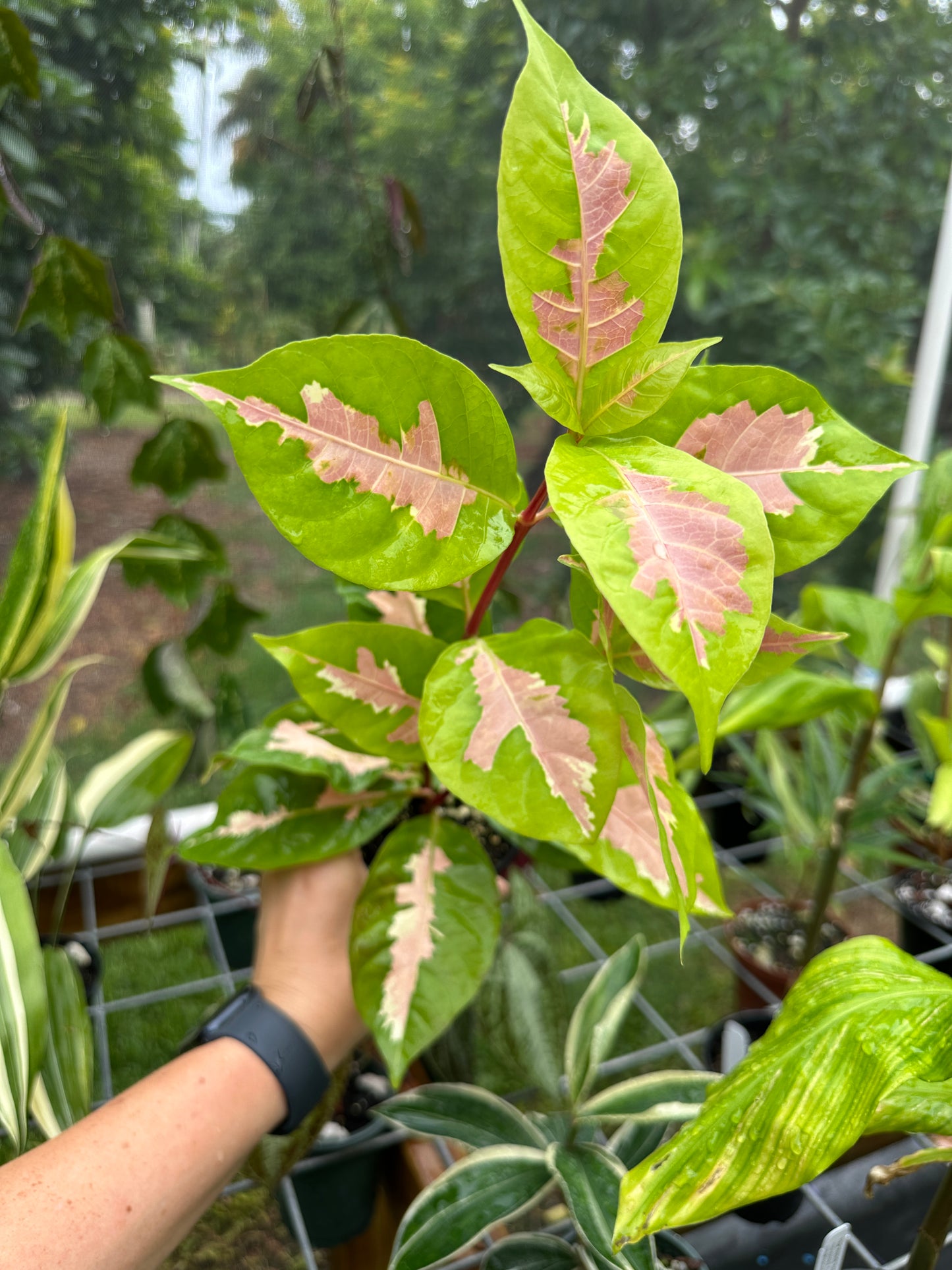 Graptophyllum Pictum, Jamaican Croton