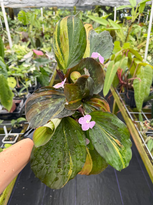 Kaempferia sp. aurea variegated