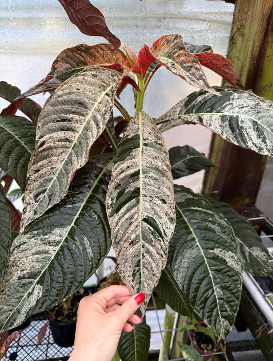 Large Hoffmannia ghiesbreghtii Variegated, EXACT PLANT, LOCAL PICK UP SPECIAL