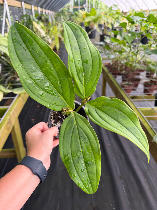 Medinilla apoensis