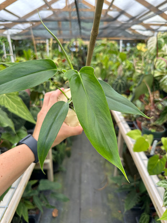Philodendron Tripartitum type