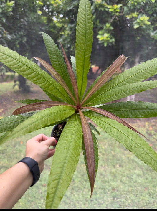 Barringtonia papuana, Rare