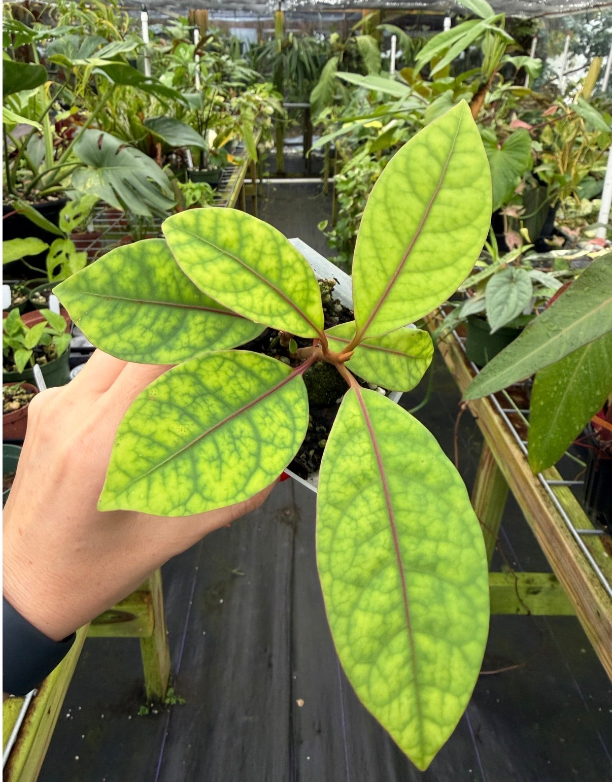 Neea virens "Blue", sp. “Blue Ecuador”, Rare