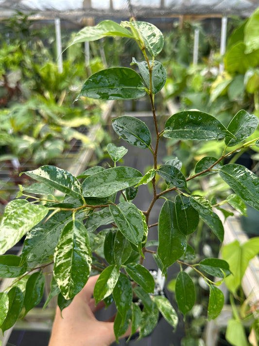 Ficus benjamina 'El Dorado' Variegated