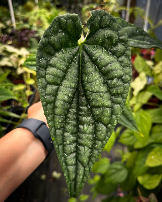 Piper sp. "Big Hearts" (Large heart shaped bullate leaves), Rare