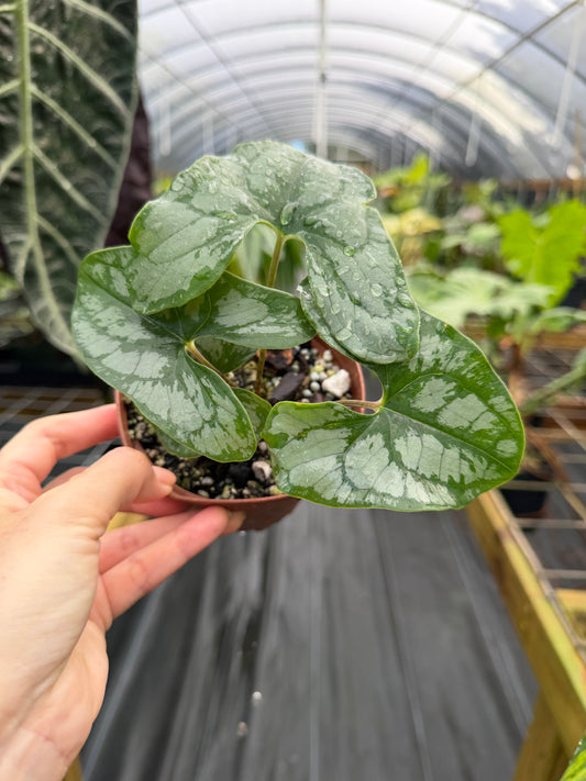 Stylocheadion bogneri / cordifolius