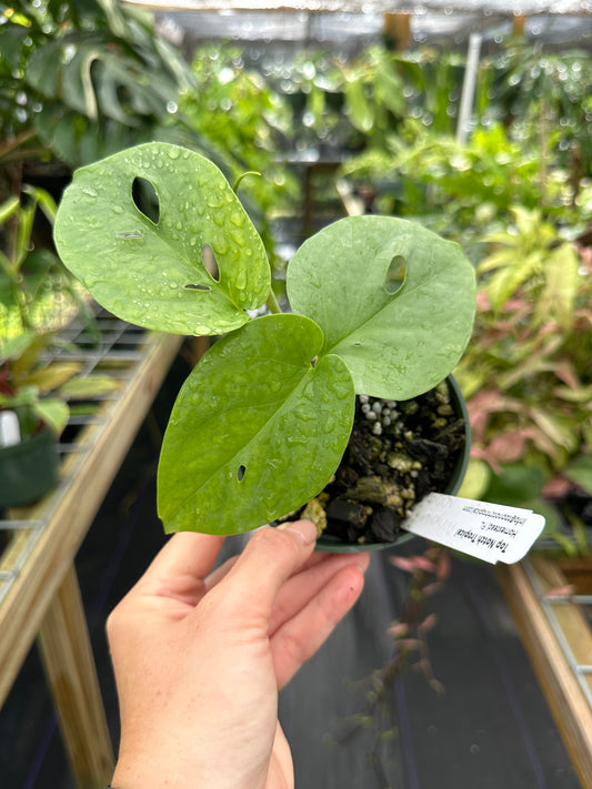 Amydrium sp. Sumatra