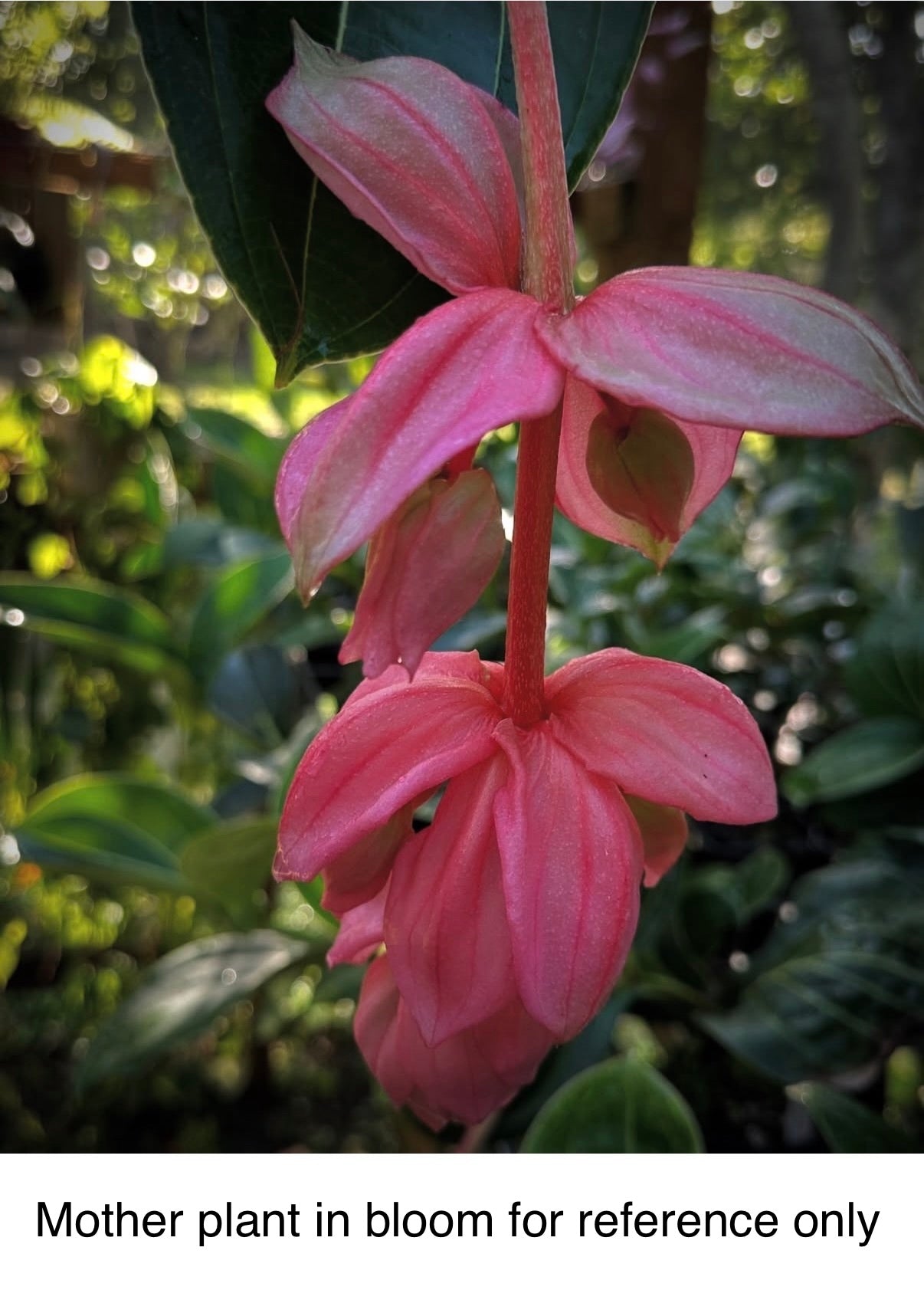 Medinilla Magnifica Hybrid Flamenco Pink