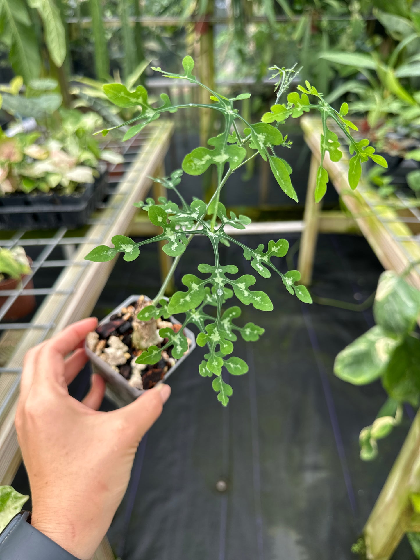 Adenia perrieri Ultra Rare Succulent