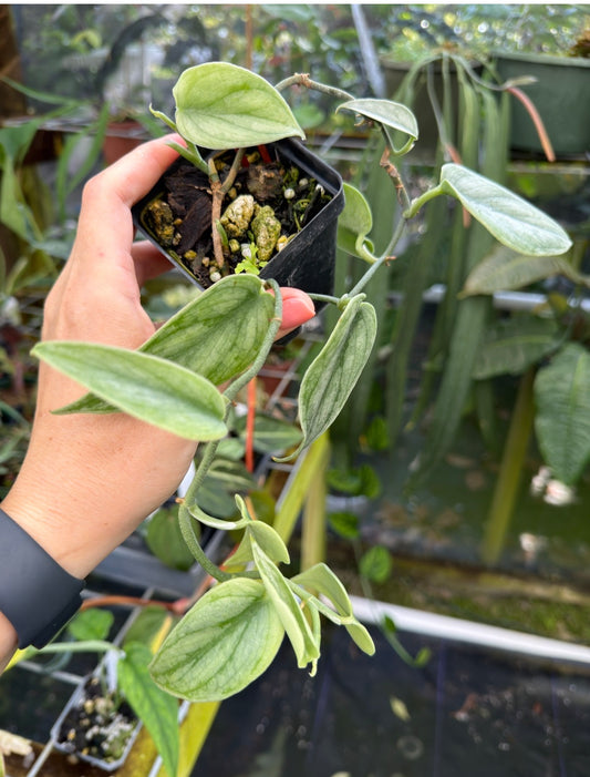 Scindapsus sp. Curlew Rare