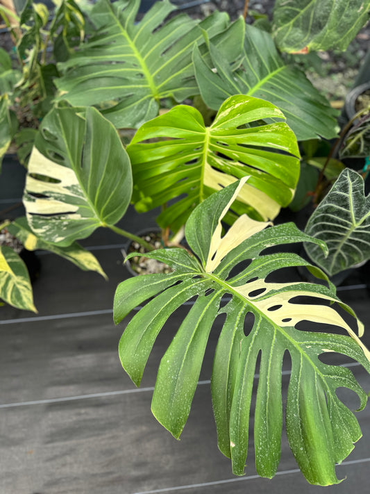XL Monstera NOID, Mint Variegated Large/Intermediate form EXACT PLANT LOCAL SPECIAL