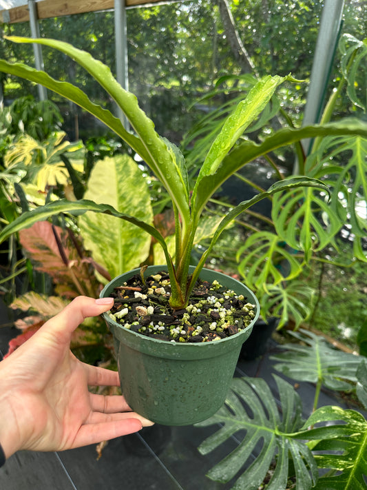 Holochlamys sp. Papua