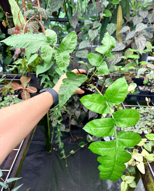 Diplazium proliferum Fern