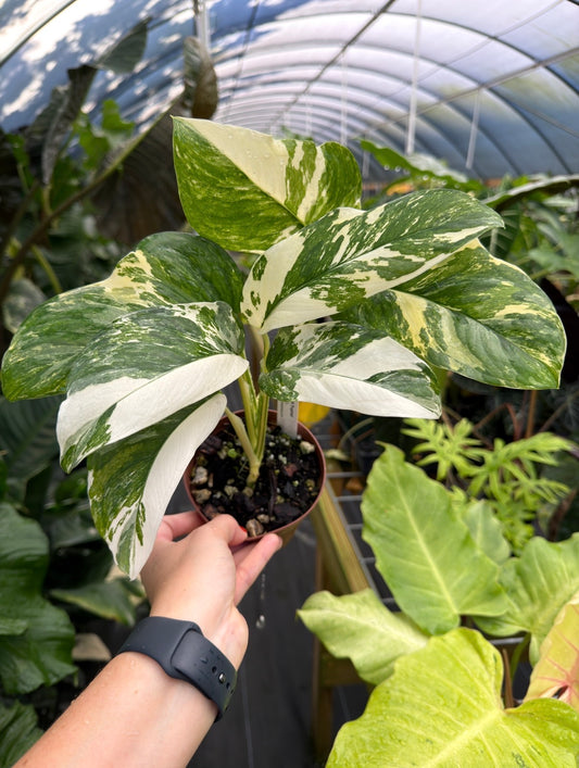 Monstera lechleriana Variegated