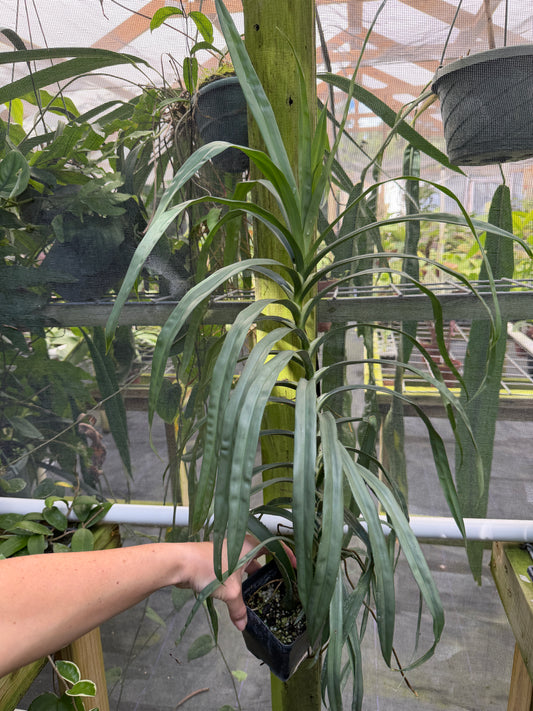 Freycinetia sp. Silver Fairchild