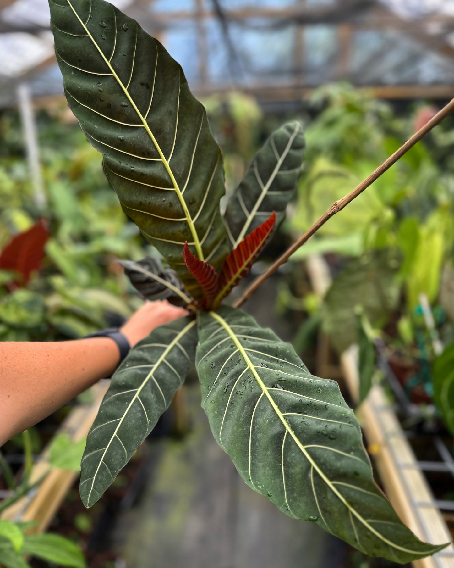 Pentagonia wendlandii