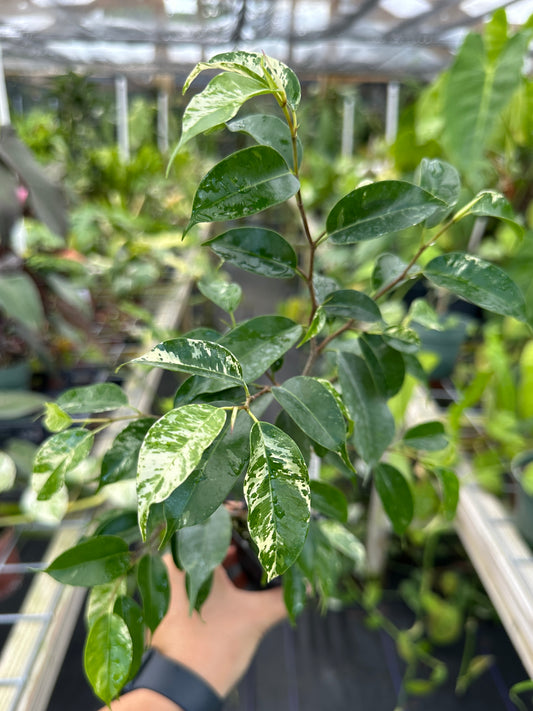 Ficus benjamina 'El Dorado' Variegated