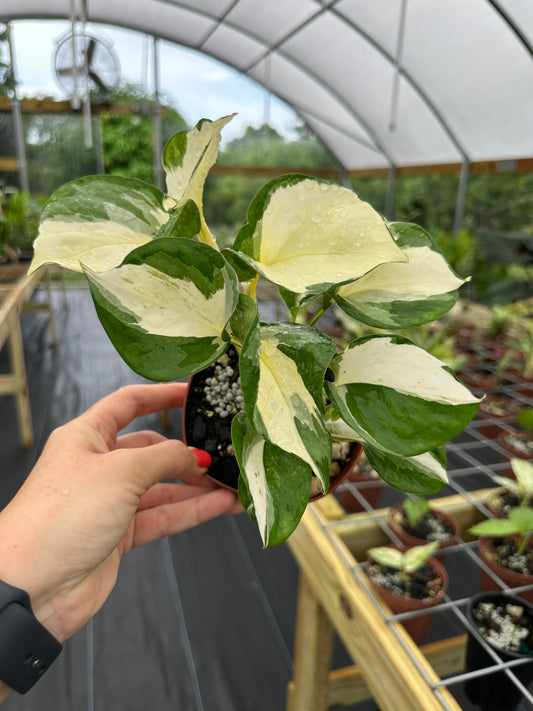 Epipremnum Manjula / Harlequin Pothos