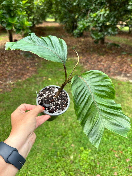 Iguanura Bicornis Palm, Rare