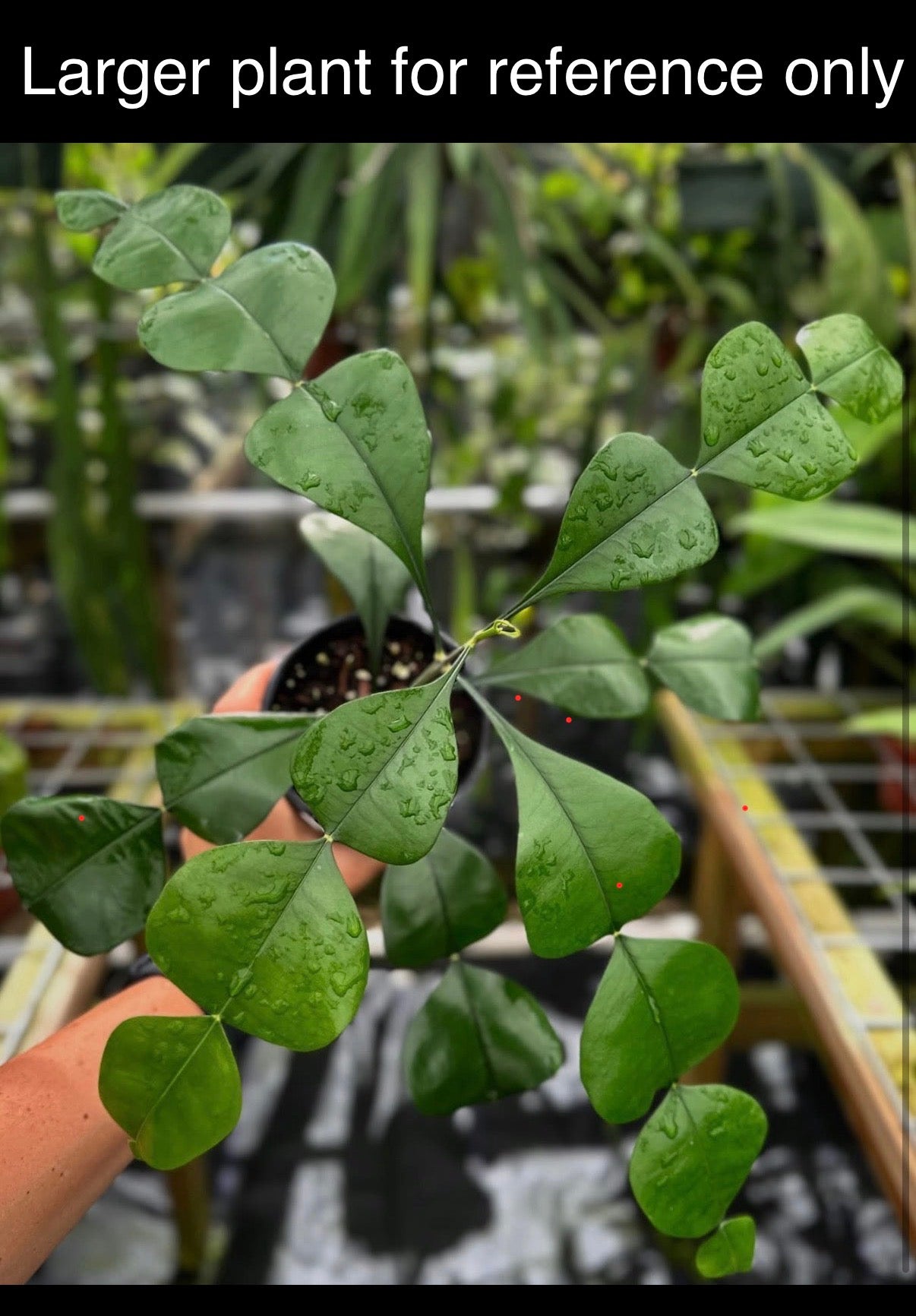 Phyllarthron cauliflorum , Ultra Rare