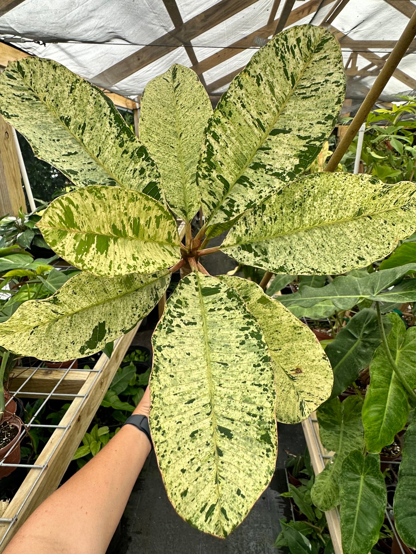 XL Rare Variegated Plumeria Frangipani