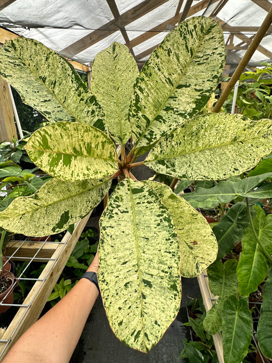 XL Rare Variegated Plumeria Frangipani