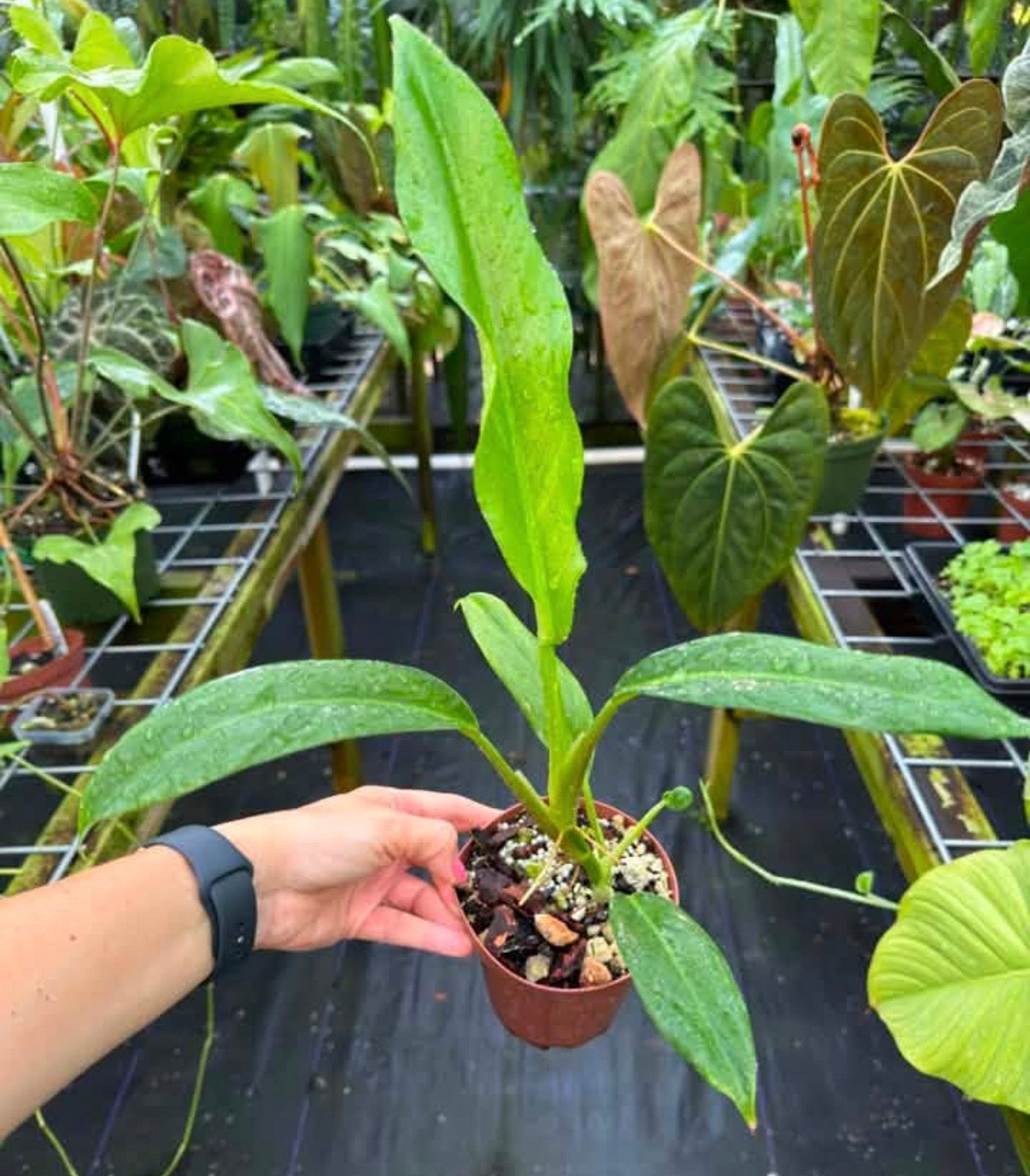 Philodendron barrosoanum 'Giganteum'