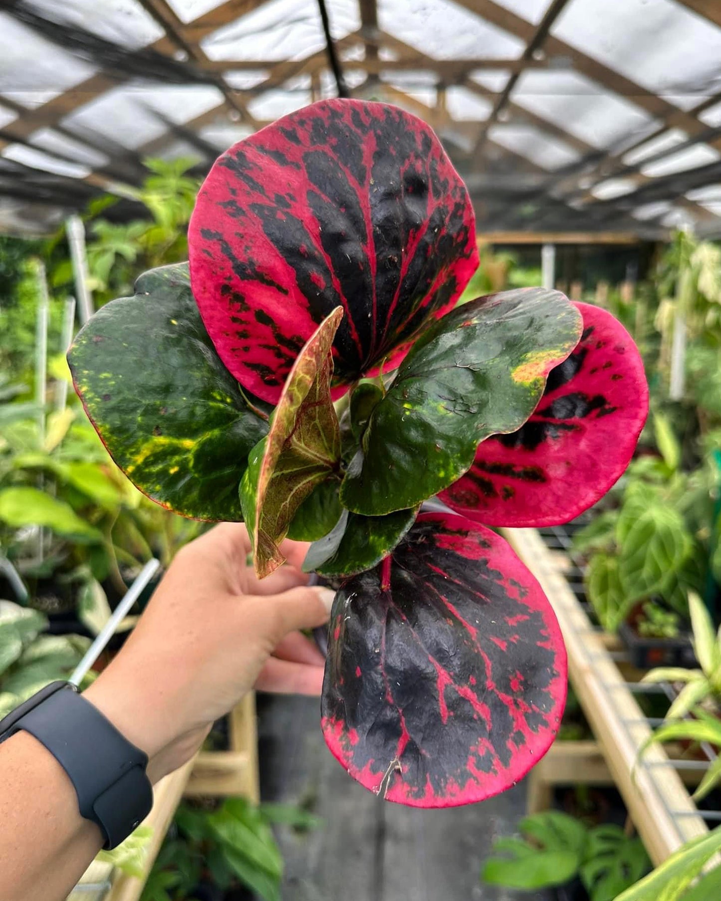 Codiaeum Variegatum,Multicolor Thai Croton, Apple