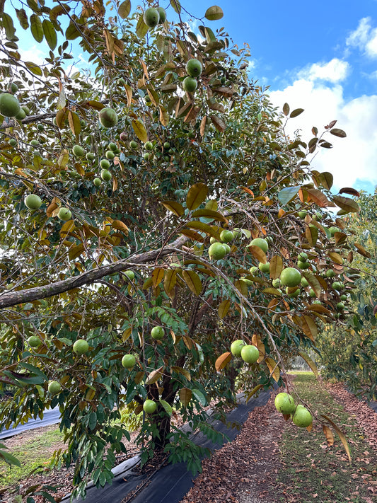 Caimito (Purple Star Apple, Milk Fruit) 3-4 lbs Fresh Fruit