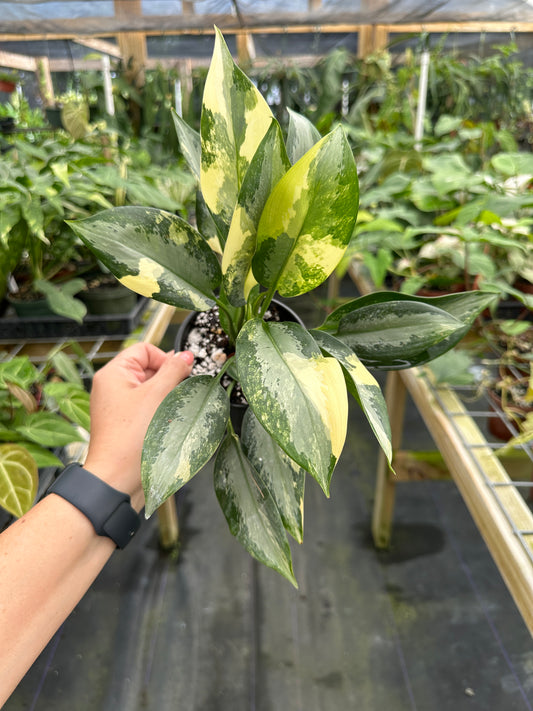 Aglaonema suvarnabhumi variegated ‘Airport’