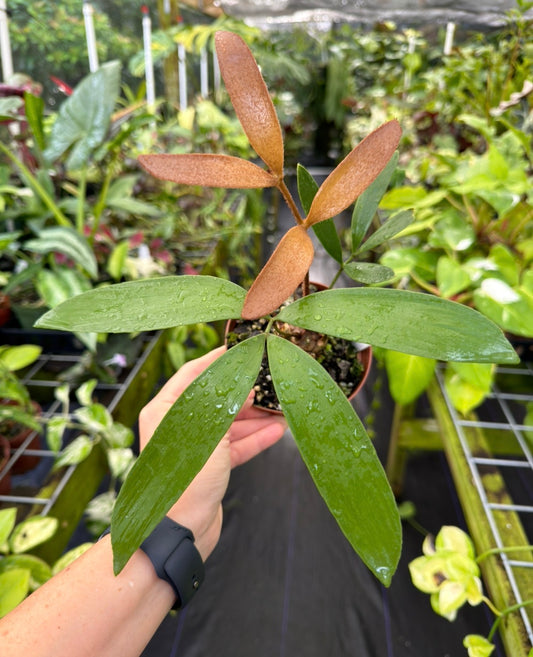 Zamia meermanii